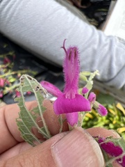 Salvia curviflora