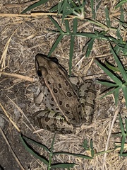 Lithobates sphenocephalus