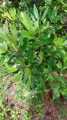 Phyllocnistis hyperpersea