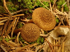 Inocybe hystrix