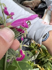 Salvia curviflora