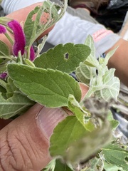 Salvia curviflora