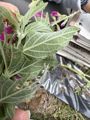 Salvia curviflora