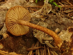 Inocybe hystrix