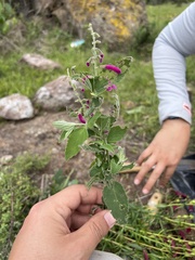 Salvia curviflora