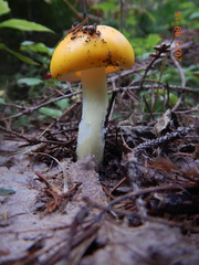 Validae