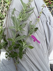 Salvia curviflora