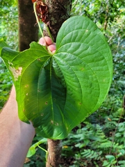 Dioscorea bulbifera