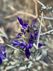 Psorothamnus spinosus