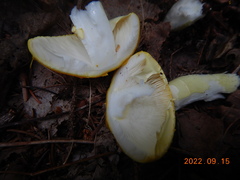 Validae