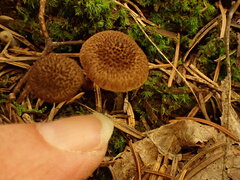 Inocybe hystrix