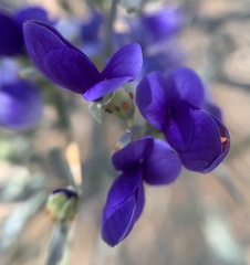 Psorothamnus spinosus