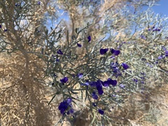 Psorothamnus spinosus