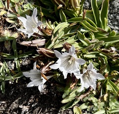 Gentiana newberryi
