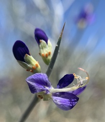 Psorothamnus spinosus