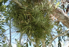 Tillandsia schiedeana