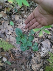Pyrola americana