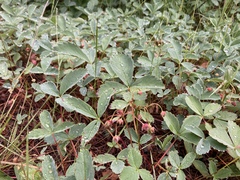 Fragaria virginiana glauca