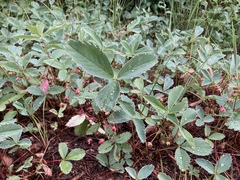 Fragaria virginiana glauca