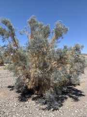 Psorothamnus spinosus