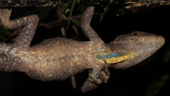 Anolis johnmeyeri