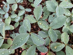 Fragaria virginiana glauca