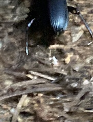 Pterostichus lama