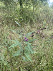 Vernonia missurica