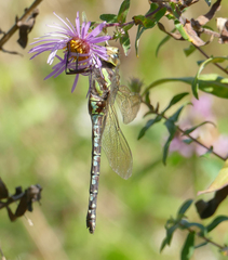 Aeshna verticalis