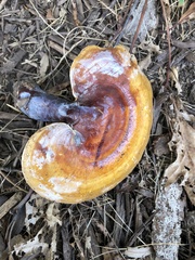 Ganoderma