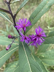 Vernonia missurica