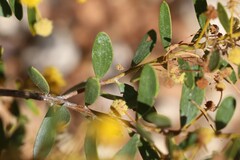 Acacia melleodora