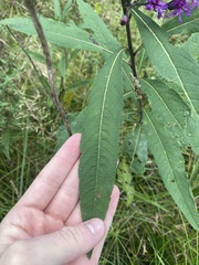 Vernonia missurica