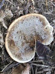 Ganoderma