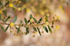 Acacia melleodora