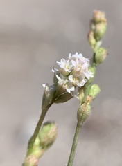 Boerhavia wrightii