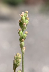 Boerhavia wrightii