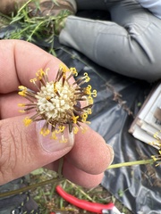 Roldana sessilifolia