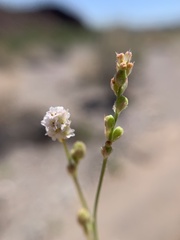 Boerhavia wrightii