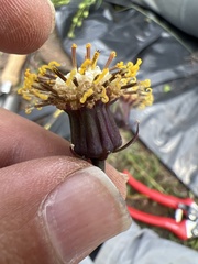 Roldana sessilifolia