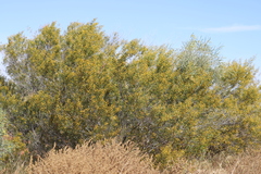 Acacia melleodora