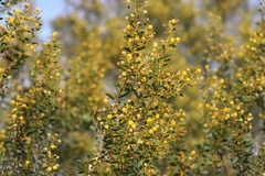 Acacia melleodora