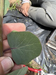 Roldana sessilifolia