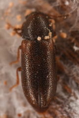 Sphindocis denticollis