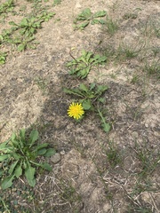 Taraxacum officinale