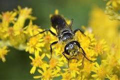 Astata