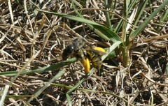 Melissodes druriellus