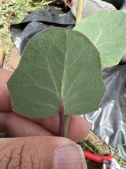 Roldana sessilifolia