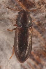 Sphindocis denticollis