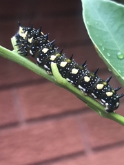 Papilio anactus